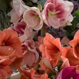 HOOAJALISTEST LILLEDEST