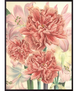 Peonies & lilies PSCXL55 (primary).jpg