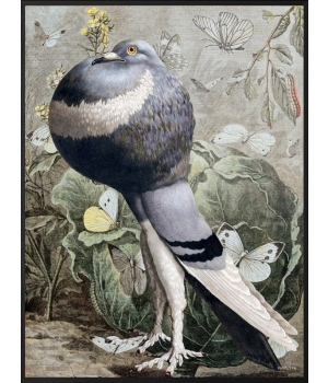 Pigeon pout  (primary).jpg