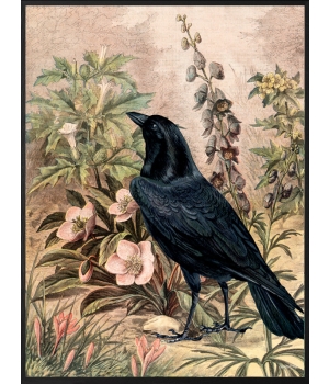 Raven  (primary) 2.jpg