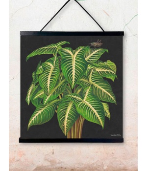 alocasia 50x50cm.jpg
