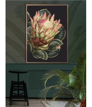 black protea.jpg