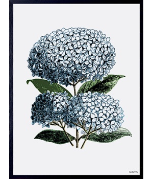 blue hydrangea 30x40cm.jpg