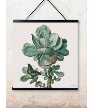 succulent 50x50cm.jpg