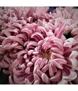 Vienna Pink 1.jpg