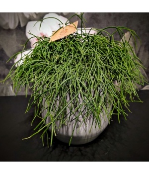 Helmekaktus Rhipsalis.jpg