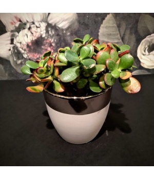 Succulent Crassula keraamilises potis.jpg