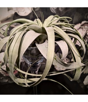 tillandsia.jpg