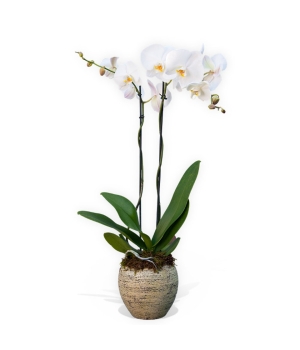 valge orhidee.jpg