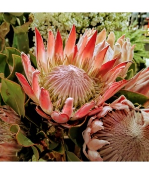 kuningprotea roosa.jpg
