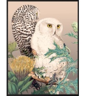 Poster Owls