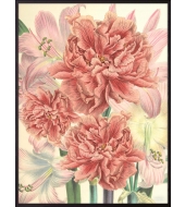 Poster Peonies and Lilies