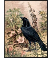 Poster Raven