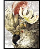 Poster White Parrot