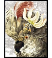 Poster White Parrot