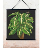 Poster Alocasia 