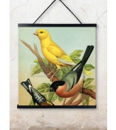 Poster Birds 50x50cm