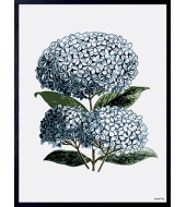 Poster Blue Hydrangea