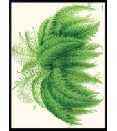 Poster Nephrolepis