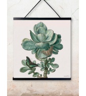 Poster Succulent 50x50cm