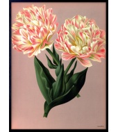 Poster Parrot Tulips