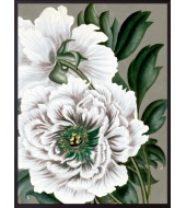 Poster White Peony S