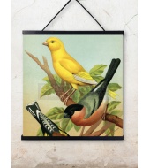 Poster Birds 50x50cm