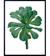 Poster Succulent 50x50cm