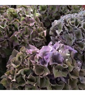 Hortensia