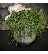 Helmekaktus Rhipsalis