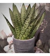 Havisaba Sansevieria