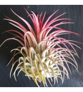 Tillandsia klaaspallis