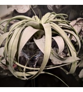 Tillandsia Xerographica