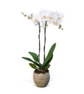 Valge suur Kuuking (Phalaenopsis)