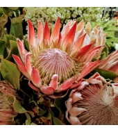 Kuningprotea Protea Cynaroides