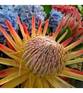 Kuningprotea Madiba