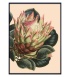 creme protea.jpg