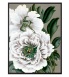 white peony.jpg