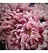 Vienna Pink 1.jpg