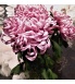 Vienna Pink 2.jpg