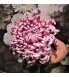 vienna pink 3.jpg