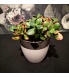 Succulent Crassula keraamilises potis.jpg