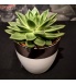 Succulent Echeveria keraamilises potis.jpg