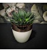 Succulent Hawortia keraamilises potis.jpg