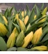 Tulp kollane Strong Gold.jpg