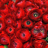 LILLESALONG DECORATION & FLEUR FOORUM KESKUSES